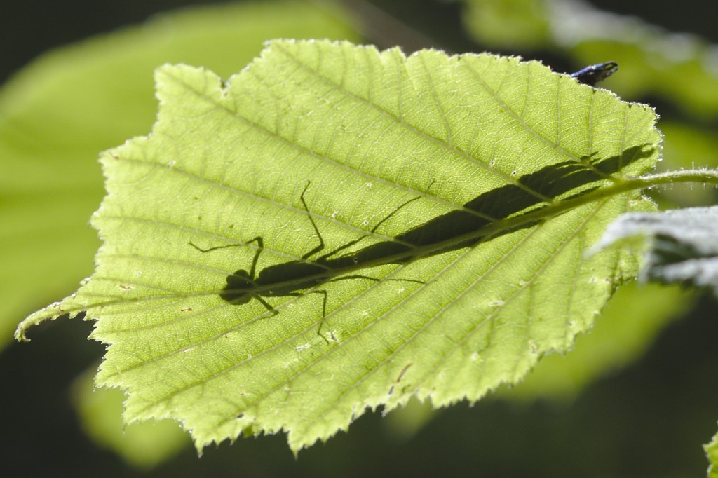 Hiding dragonfly