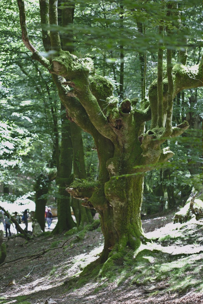 Beech tree