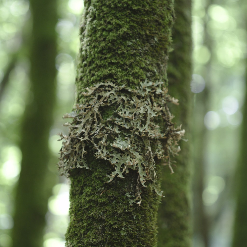 Beard licneh (Usnea sp.) an indicator of high biodiversity