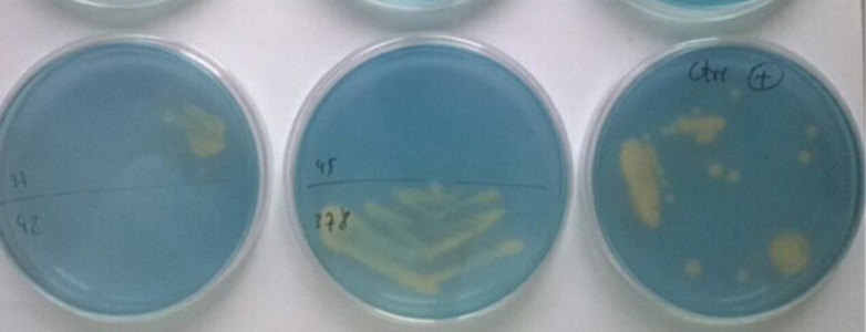 Effect of biostimulant formulations on soil microbial parameters