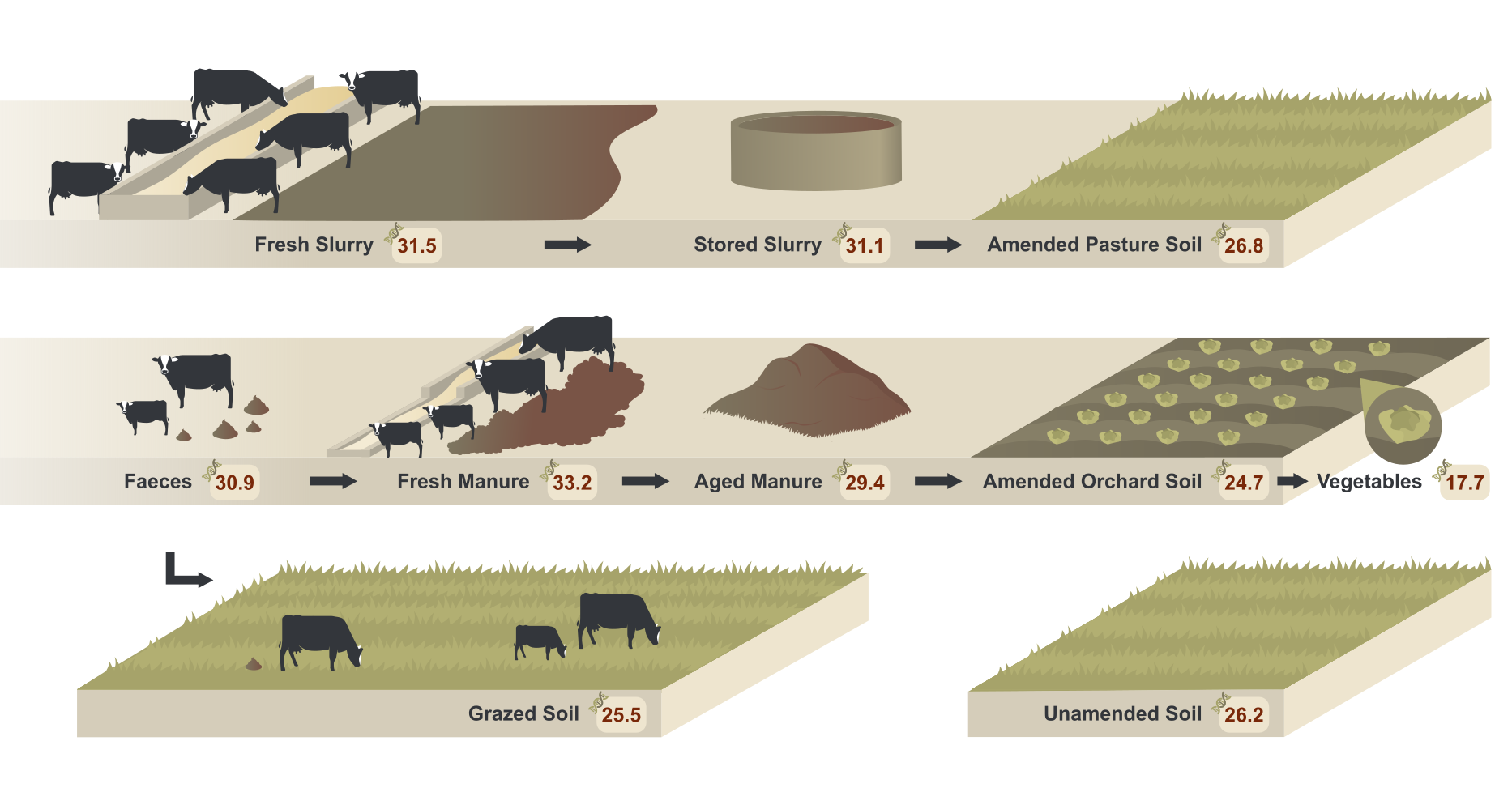 Reduction of the resistome risk from cow slurry and manure microbiomes to soil and vegetable microbiomes