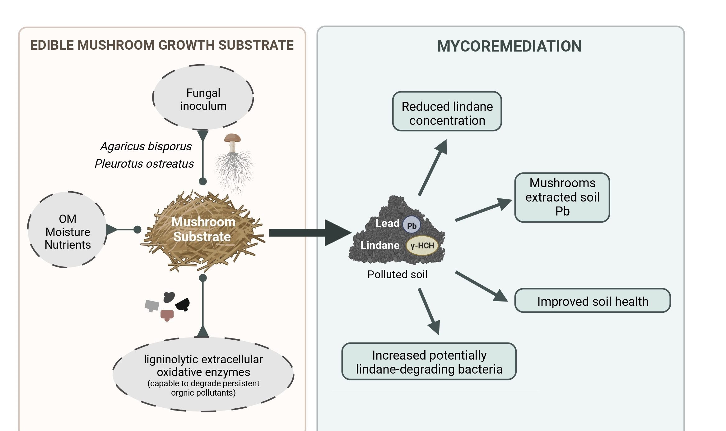 Mycoremediation with Agaricus bisporus  and Pleurotus ostreatus growth substrates versus phytoremediation with Festuca rubra and Brassica sp. for the recovery of a Pb and γ-HCH contaminated soil