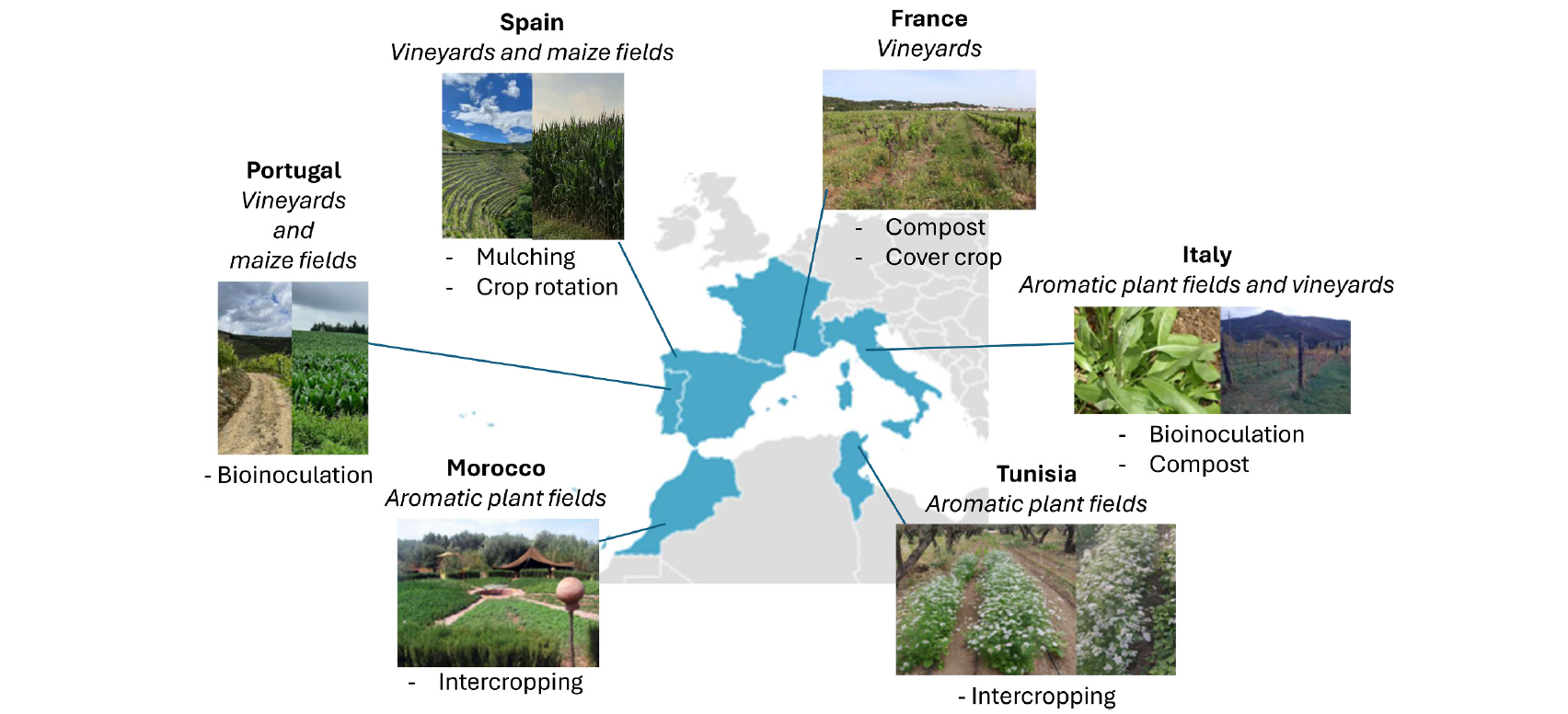 Multitargeted metabarcoding and morphological identification reveal practice-specific soil biodiversity outcomes in Mediterranean cropping systems